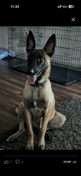 Lost Female Dog last seen Liberty rd, Houston, TX 77026