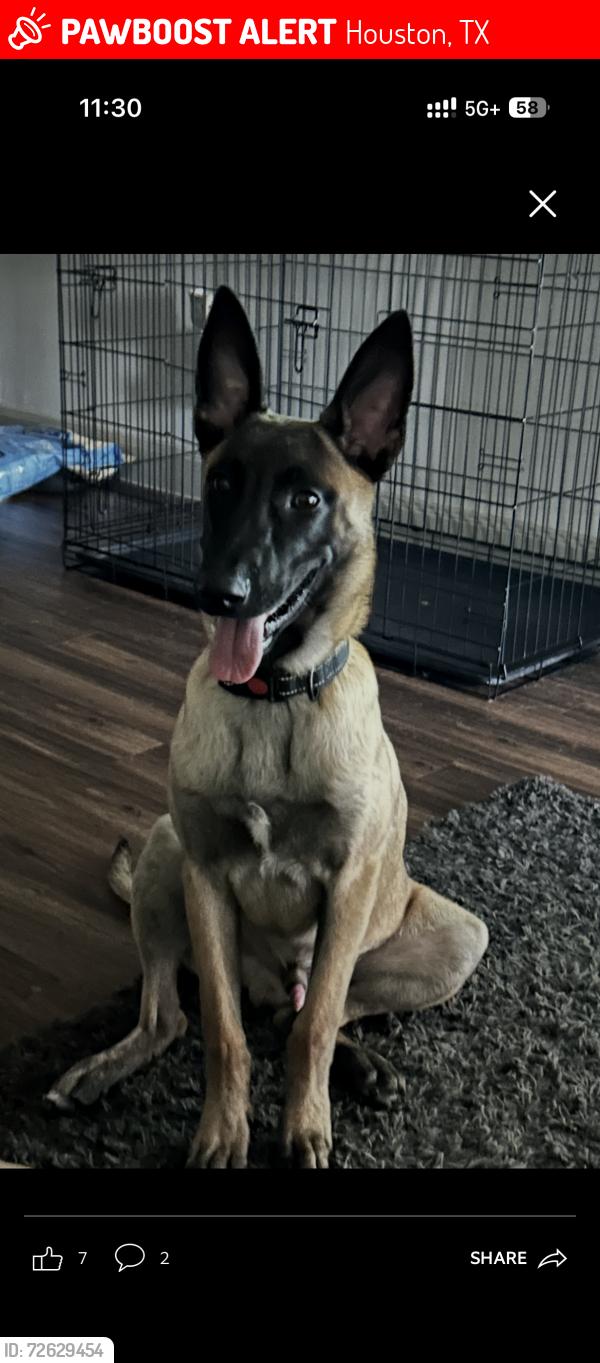 Lost Female Dog last seen Liberty rd, Houston, TX 77026
