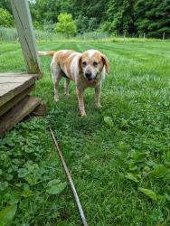 Lost Female Dog last seen Michael Lane, Clinton Township, NJ 08801