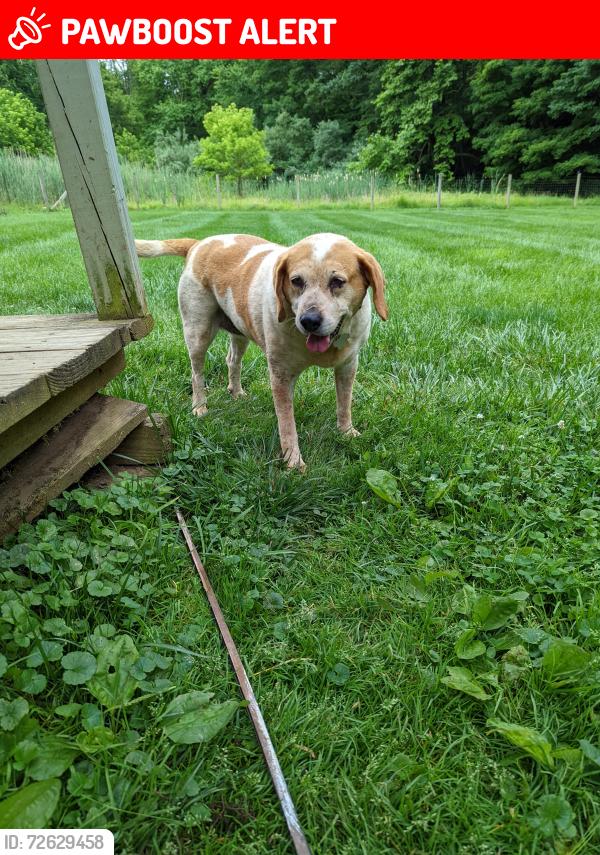 Lost Female Dog last seen Michael Lane, Clinton Township, NJ 08801