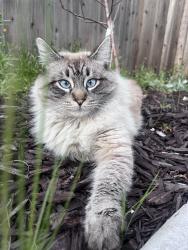 Lost Male Cat last seen Northgate and 99 freeway, Manteca, CA 95336