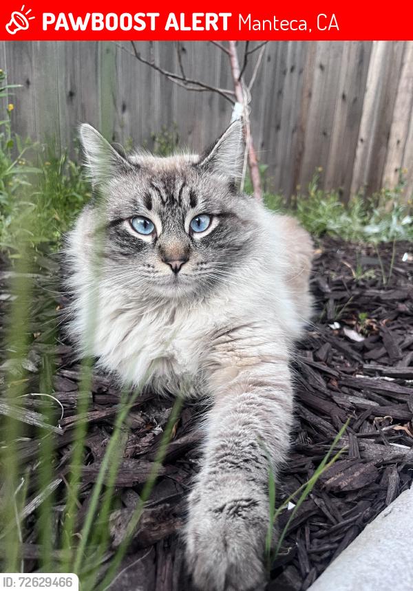 Lost Male Cat last seen Northgate and 99 freeway, Manteca, CA 95336