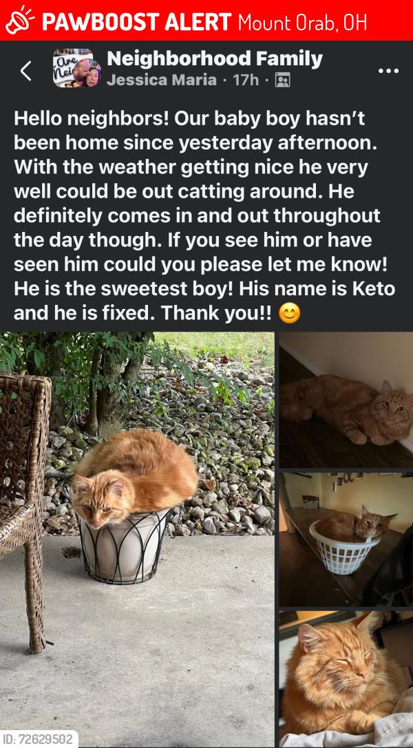 Lost Male Cat last seen Beacon hill, Mount Orab, OH 45154