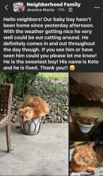 Lost Male Cat last seen Beacon hill, Mount Orab, OH 45154
