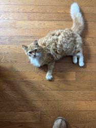 Found/Stray Unknown Cat last seen Wingate, Warrington, FL 32507