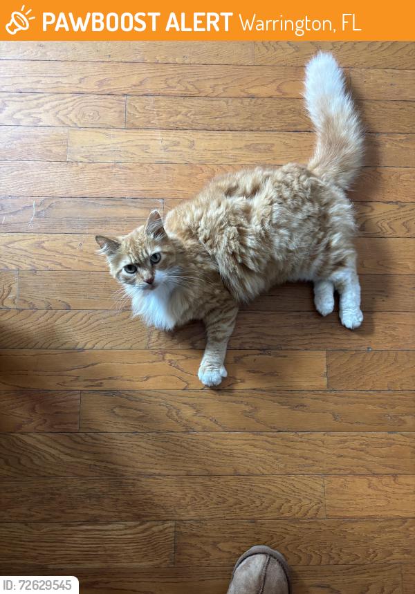 Found/Stray Unknown Cat last seen Wingate, Warrington, FL 32507