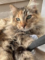 Reunited Female Cat last seen Galm rd., San Antonio, TX 78254
