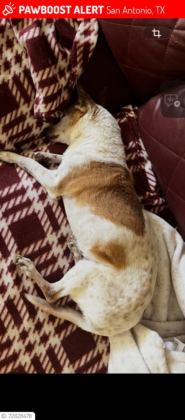 Lost Male Dog last seen Near Midnight Dr San Antonio tx 78260, San Antonio, TX 78260