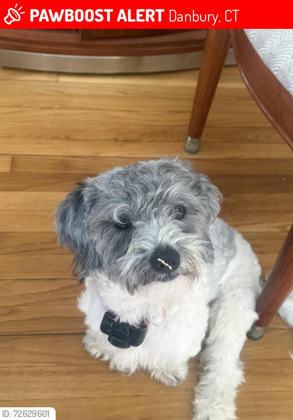 Lost Male Dog last seen Rogers Park, Danbury, CT 06810