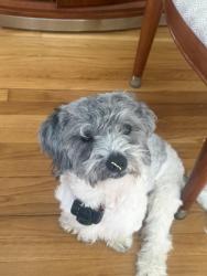 Lost Male Dog last seen Rogers Park, Danbury, CT 06810