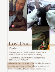 Lost Male Dog last seen High desert area, Apple Valley, CA 92395