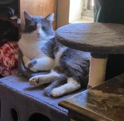 Lost Male Cat last seen Juli we, California, near muscoy, San Bernardino, CA 92411