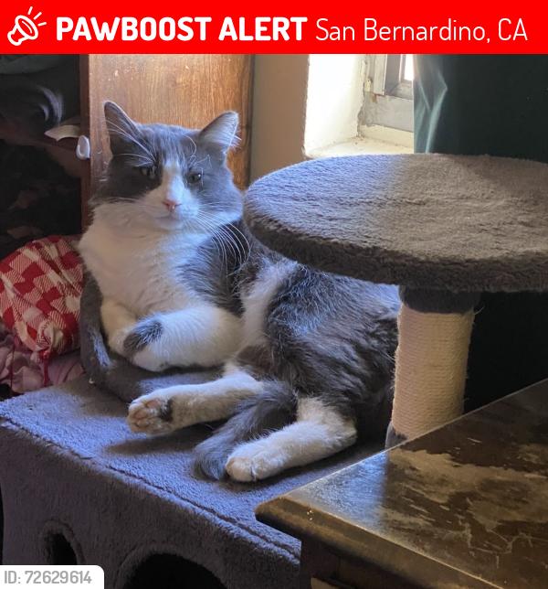 Lost Male Cat last seen Juli we, California, near muscoy, San Bernardino, CA 92411
