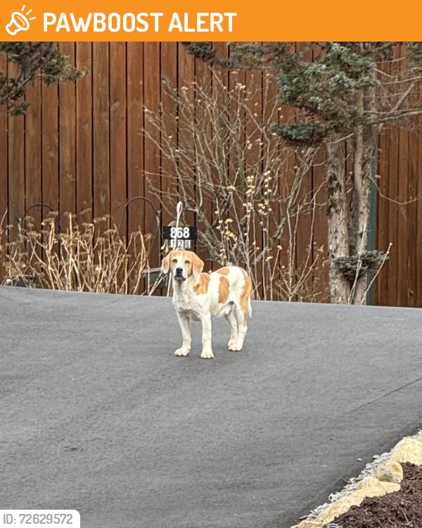 Found/Stray Unknown Dog last seen Catawba Falls Preserve community, McDowell County, NC 28711