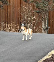 Found/Stray Unknown Dog last seen Catawba Falls Preserve community, McDowell County, NC 28711