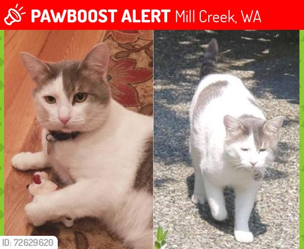 Lost Male Cat last seen 159th & Village Green Drive, Mill Creek, WA, Mill Creek, WA 98012