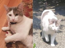 Lost Male Cat last seen 159th & Village Green Drive, Mill Creek, WA, Mill Creek, WA 98012