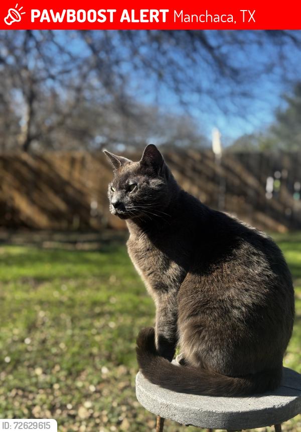 Lost Male Cat last seen Bliss spillar and cattleman Dr , Manchaca, TX 78652