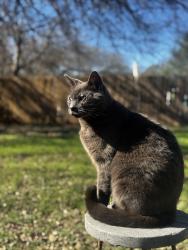 Lost Male Cat last seen Bliss spillar and cattleman Dr , Manchaca, TX 78652