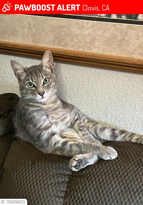 Lost Female Cat last seen Shaw and Armstrong, Clovis, CA 93611