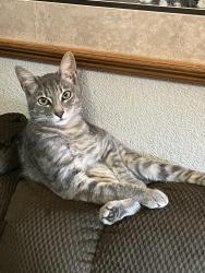 Lost Female Cat last seen Shaw and Armstrong, Clovis, CA 93611