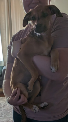 Found/Stray Female Dog last seen Kyrene and Baseline , Tempe, AZ 85283