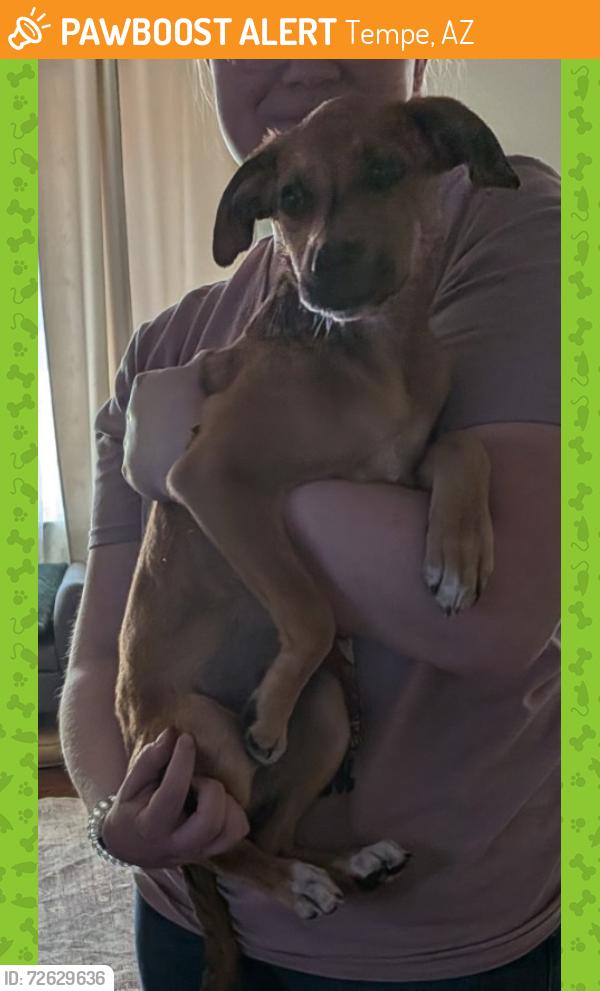Found/Stray Female Dog last seen Kyrene and Baseline , Tempe, AZ 85283