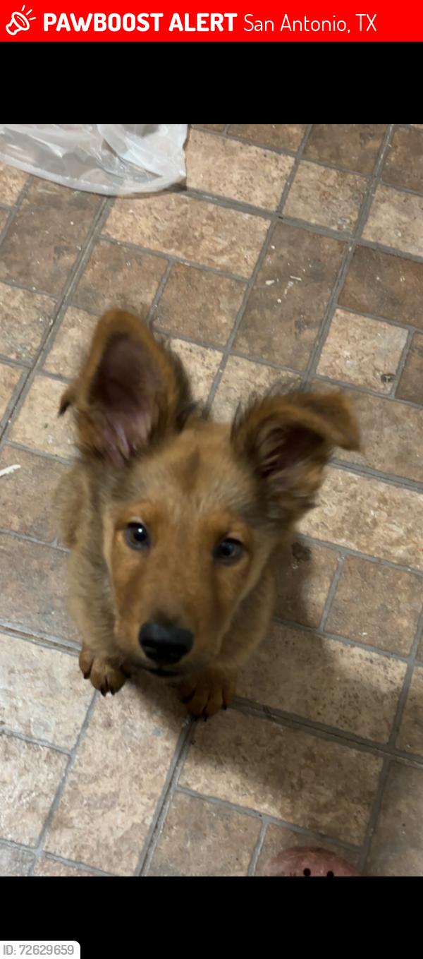 Lost Male Dog last seen Irwin dr, San Antonio, TX 78222