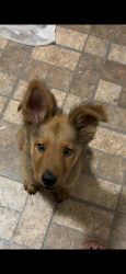 Lost Male Dog last seen Irwin dr, San Antonio, TX 78222