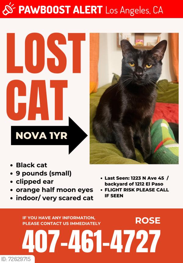 Lost Female Cat last seen El Paso, eagle rock near Ave 45 , Los Angeles, CA 90041