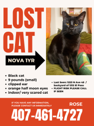 Lost Female Cat last seen El Paso, eagle rock near Ave 45 , Los Angeles, CA 90041