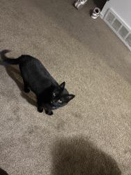 Lost Female Cat last seen Loden lane, Kenwick Drive, Rochester, NY 14623