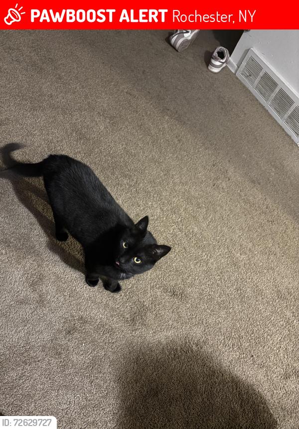 Lost Female Cat last seen Loden lane, Kenwick Drive, Rochester, NY 14623