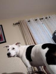 Lost Female Dog last seen Near liberty horse, Selma, TX 78154