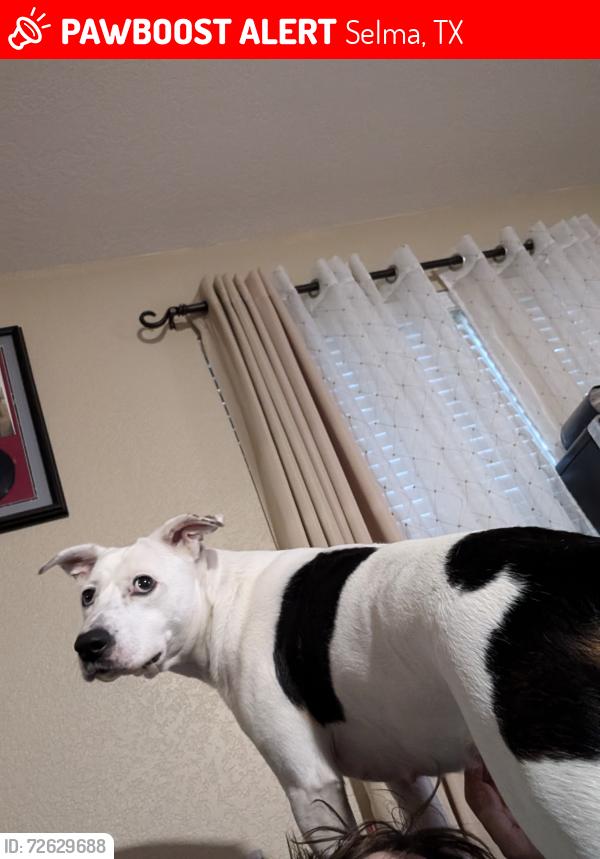 Lost Female Dog last seen Near liberty horse, Selma, TX 78154