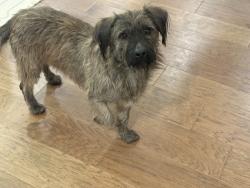 Lost Male Dog last seen Rocky River and Hickory Ridge Roads, Harrisburg, NC 28075