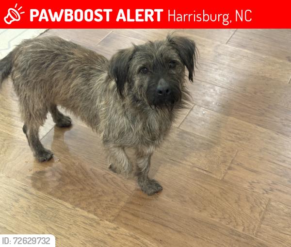 Lost Male Dog last seen Rocky River and Hickory Ridge Roads, Harrisburg, NC 28075