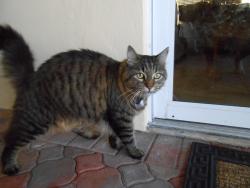 Lost Female Cat last seen Bayview Drive, Fort Lauderdale, FL 33305