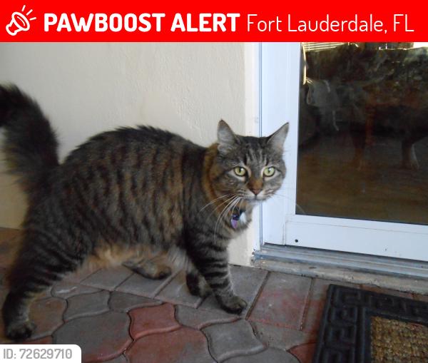 Lost Female Cat last seen Bayview Drive, Fort Lauderdale, FL 33305