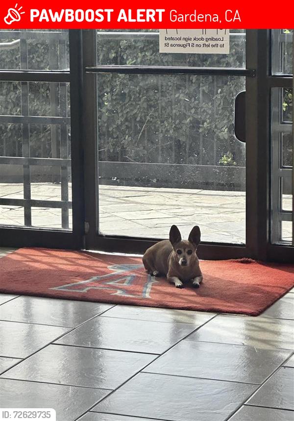 Lost Female Dog last seen S. Figueroa St., Gardena, CA 90248