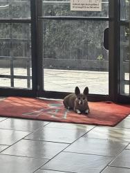 Lost Female Dog last seen S. Figueroa St., Gardena, CA 90248
