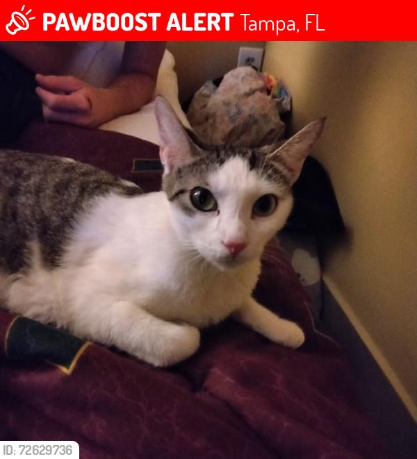 Lost Female Cat last seen Robinson High School Football field S.Manhattan Ave. & W. Varn St.S.Tampa , Fl, Tampa, FL 33607