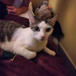 Lost Female Cat last seen Robinson High School Football field S.Manhattan Ave. & W. Varn St.S.Tampa , Fl, Tampa, FL 33607
