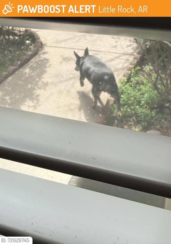 Found/Stray Unknown Dog last seen Stoney creek drive, Little Rock, AR 72211
