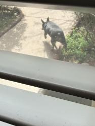 Found/Stray Unknown Dog last seen Stoney creek drive, Little Rock, AR 72211