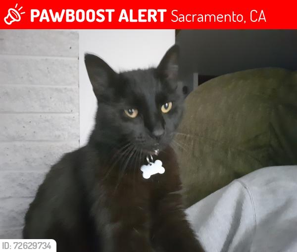 Lost Female Cat last seen Top of Callnon CT off of American River Dr, Sacramento, CA 95864