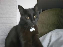 Lost Female Cat last seen Top of Callnon CT off of American River Dr, Sacramento, CA 95864