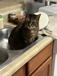 Lost Female Cat last seen 10x retreat, Panama City Beach, FL 32413