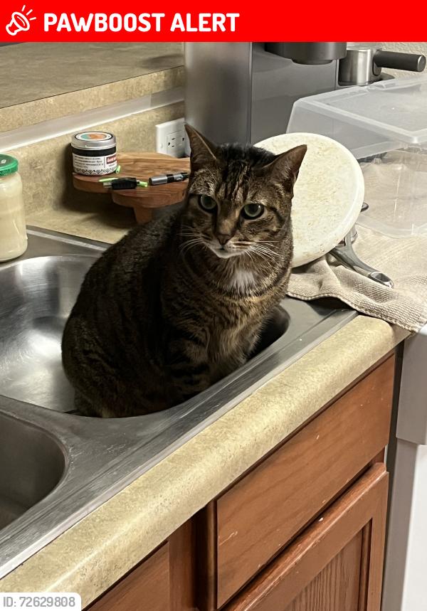Lost Female Cat last seen 10x retreat, Panama City Beach, FL 32413