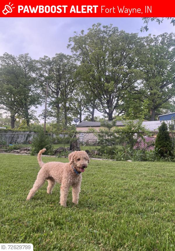 Lost Male Dog last seen McMillen Park, Fort Wayne, IN 46806